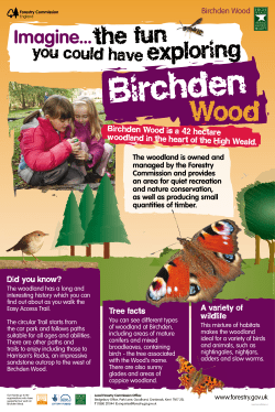 Birchden Wood - the High Weald