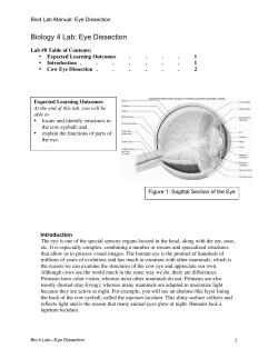 Biology 4 Lab: Eye Dissection