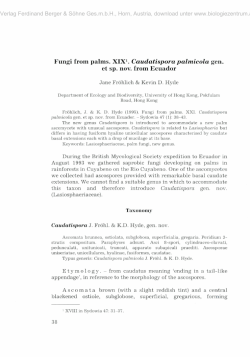 Fungi from palms. XIX1. Caudatispora palmicola gen. et