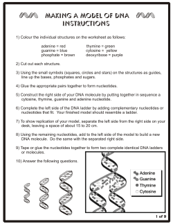 Making a Model of DNA Instructions