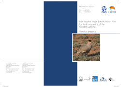 ISSAP Sociable Lapwing