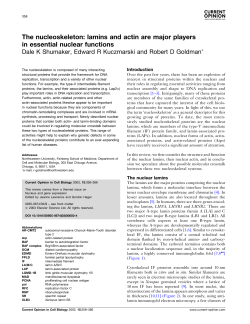 lamins and actin are major players in essential nuclear functions