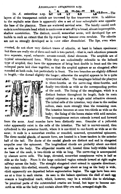 Original description (NemasLan)