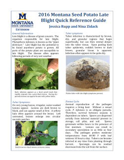 2016 Montana Seed Potato Late Blight Quick Reference Guide