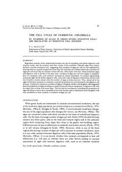 the cell cycle of symbiotic chlorella
