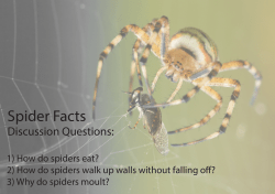 Spider Facts USA