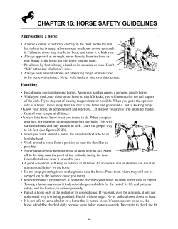 chapter 16: horse safety guidelines
