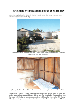 Swimming with the Stromatolites at Shark Bay