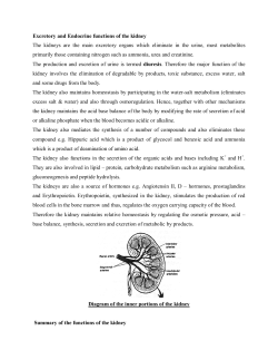 Excretory and Endocrine functions of the kidney The kidneys are the