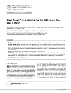 Nerve Tissue Prefabrication Inside the Rat Femoral Bone