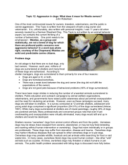 Aggression in dogs - Westie Foundation of America