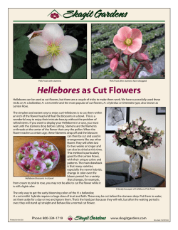 Hellebores as Cut Flowers