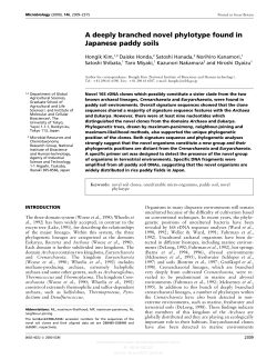 A deeply branched novel phylotype found in