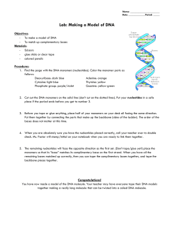 Lab: Making a Model of DNA
