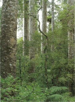 Chapter 5 - New Zealand Society of Soil Sciences