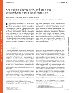Angiogenin cleaves tRNA and promotes stress