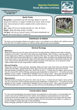Species Factsheet: Stoat (Mustela erminea)