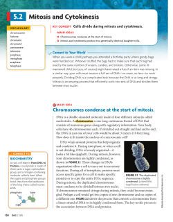 Mitosis and Cytokinesis