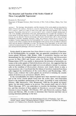 The Structure and Function of the Scolex Glands of