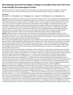 Microdamage Generated by Fatigue Loading in Cancellous Bone