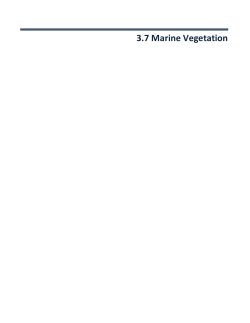3.7 Marine Vegetation