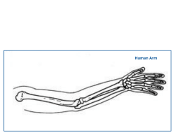 Human Arm