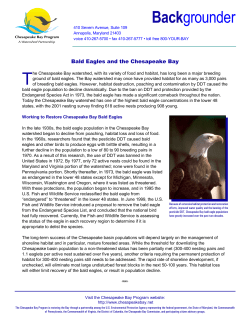 bald eagles on the Chesapeake Bay