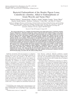 Bacterial Endosymbiont of the Slender Pigeon