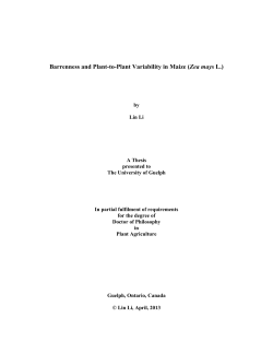 Barrenness and Plant-to-Plant Variability in Maize (Zea