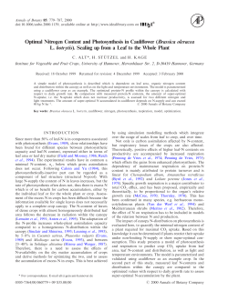 Optimal Nitrogen Content and Photosynthesis in