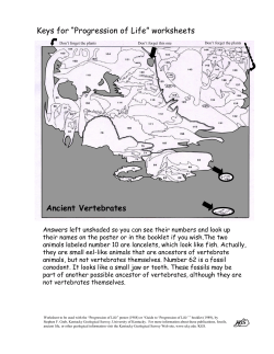 Keys for &ldquo;Progression of Life&rdquo; worksheets Ancient Vertebrates