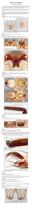 Microscopy and Spiders - Microscopy-UK