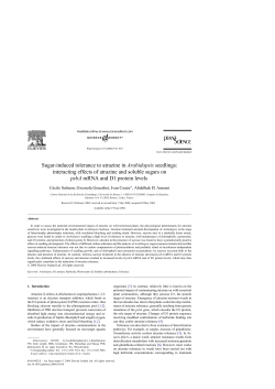 Sugar-induced tolerance to atrazine in Arabidopsis
