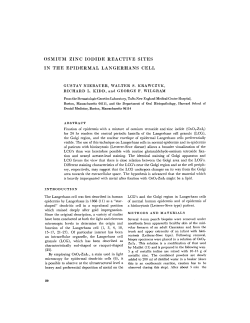 osmium zinc iodide reactive sites in the epidermal