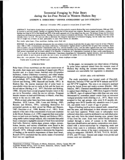 Terrestrial Foraging by Polar Bears during the Ice