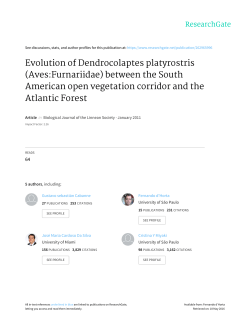 Evolution of Dendrocolaptes platyrostris (Aves