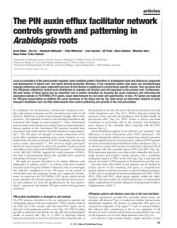 The PIN auxin efflux facilitator network controls growth and