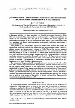 Glucanases from Candida albicans: Purification