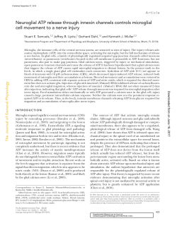 Neuroglial ATP release through innexin channels controls microglial
