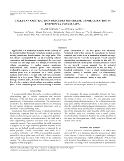 cellular contraction precedes membrane depolarization in vorticella