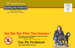 Guide to Fly Control For Dogs