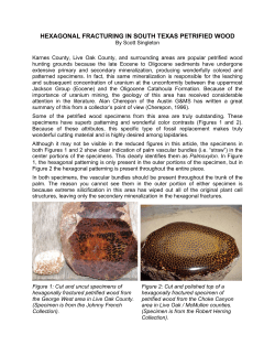 HEXAGONAL FRACTURING IN SOUTH TEXAS PETRIFIED WOOD