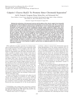 Calpain-1 Cleaves Rad21 To Promote Sister Chromatid