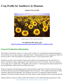 Crop Profile for Sunflower in Montana