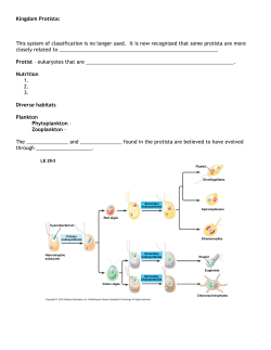 Kingdom Protista - Blue Valley Schools