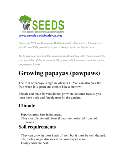 Growing papayas (pawpaws)