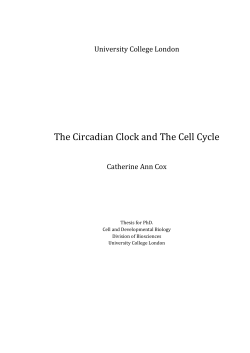 The Circadian Clock and The Cell Cycle
