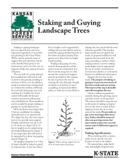 MF1120 Staking and Guying Landscape Trees