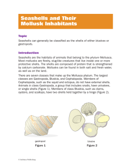 Seashells and Their Mollusk Inhabitants