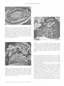 7 McLean: Monoplacophoran Limpet FIGURE 6. Vema (Laevipilina